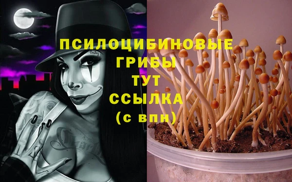ПСИЛОЦИБИНОВЫЕ ГРИБЫ Богданович